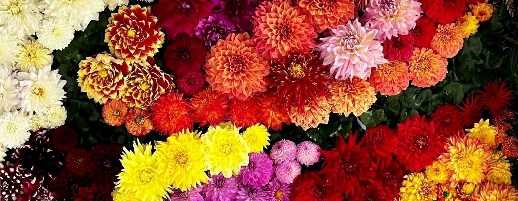 15th Annual Dazzling Dahlia Festival 