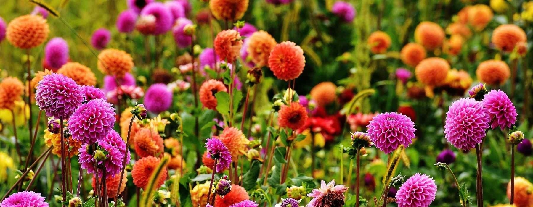 From Tuber to Trophy: A Dahlia Growers' Talk