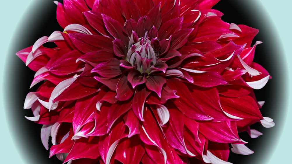 Dahlia