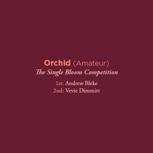 orchid amateur