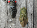 Cicadas